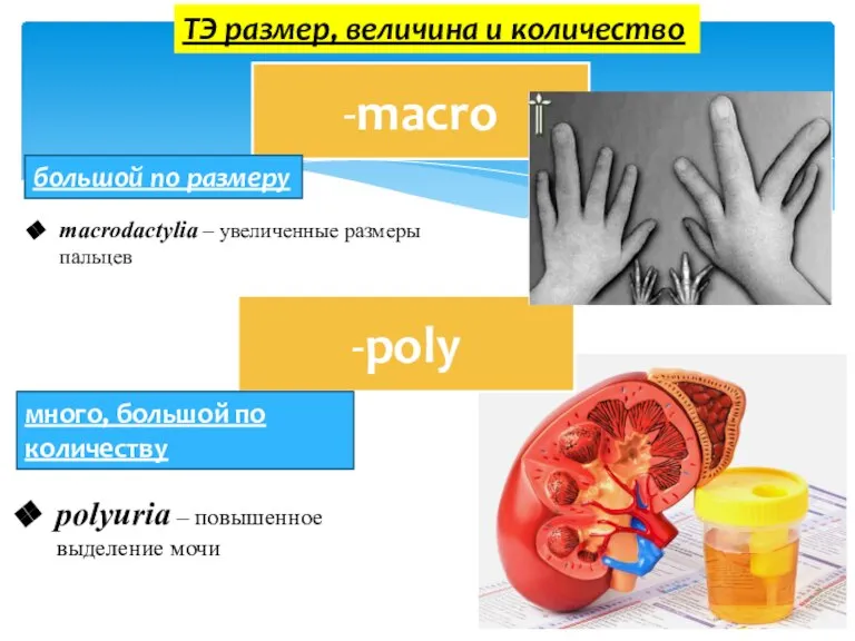 ТЭ размер, величина и количество -macro -poly большой по размеру много, большой