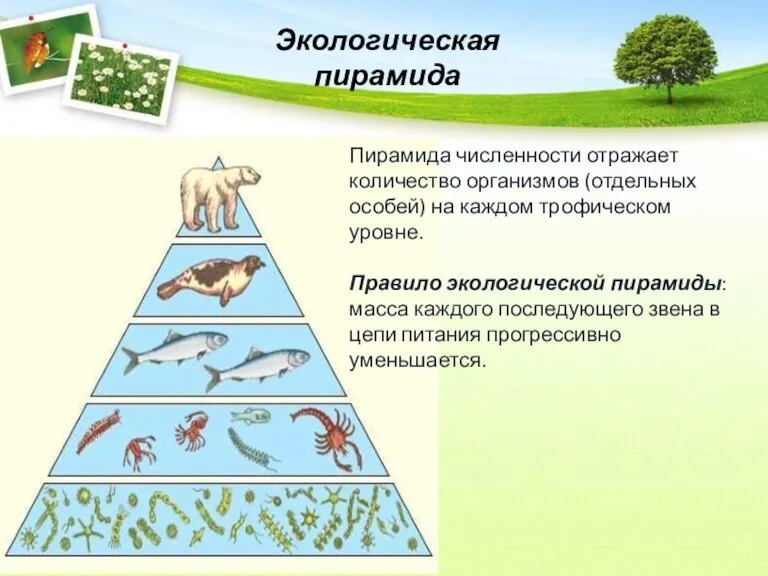 Экологическая пирамида Пирамида численности отражает количество организмов (отдельных особей) на каждом трофическом