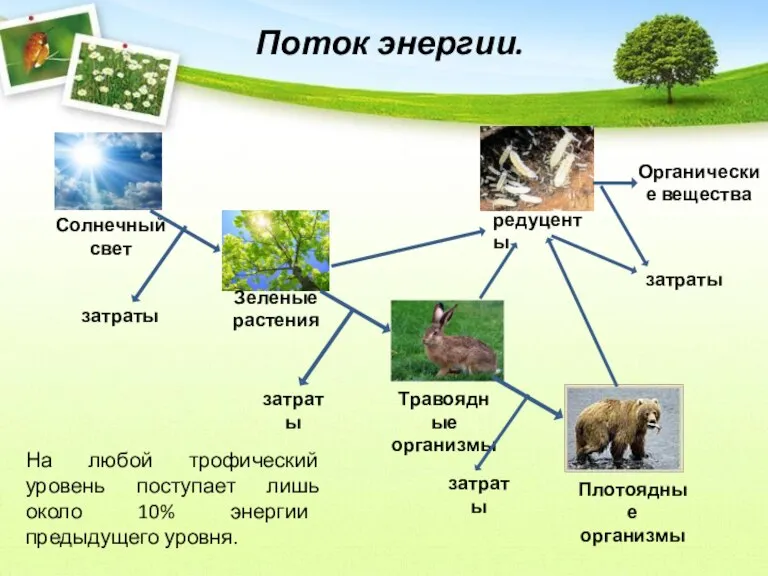 Поток энергии. Солнечный свет Зеленые растения Травоядные организмы Плотоядные организмы затраты затраты