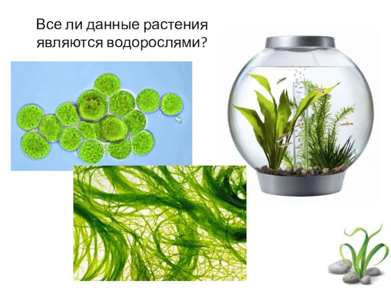 Все ли данные растения являются водорослями?