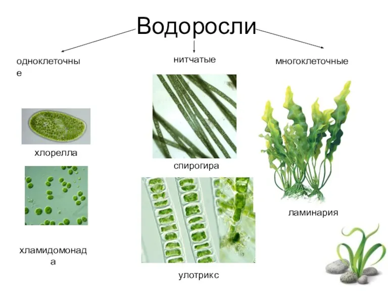 Водоросли одноклеточные нитчатые многоклеточные хлорелла спирогира улотрикс ламинария хламидомонада