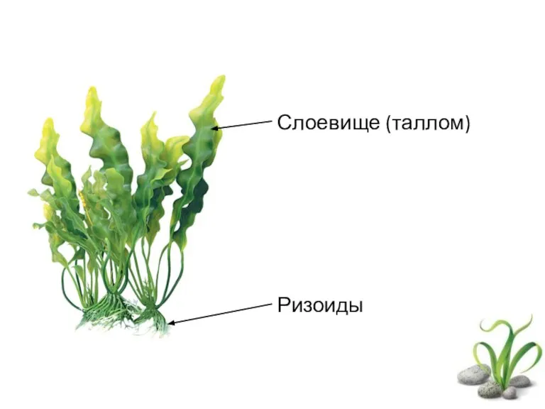 Слоевище (таллом) Ризоиды