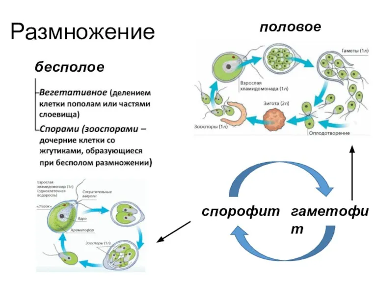 Размножение бесполое половое спорофит гаметофит