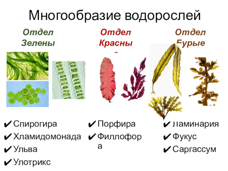 Многообразие водорослей Спирогира Хламидомонада Ульва Улотрикс Отдел Зеленые Отдел Красные Отдел Бурые