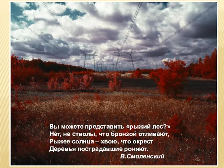 Вы можете представить «рыжий лес?» Нет, не стволы, что бронзой отливают, Рыжее