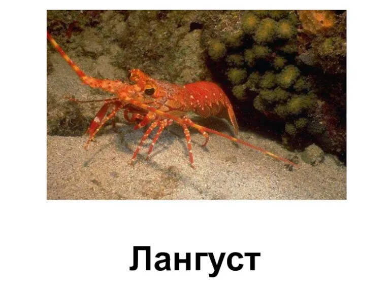 Лангуст