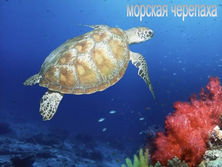 морская черепаха