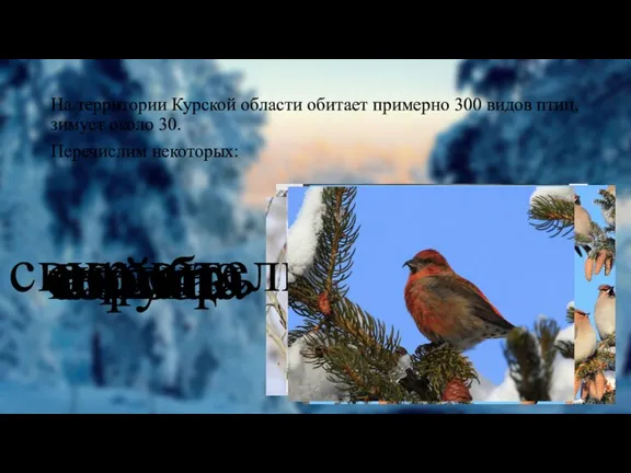 На территории Курской области обитает примерно 300 видов птиц, зимует около 30.