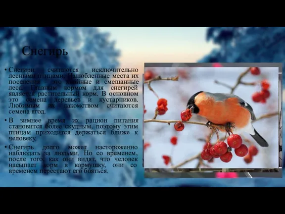Снегирь Снегири считаются исключительно лесными птицами. Излюбленные места их поселения – это
