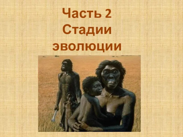 Часть 2 Стадии эволюции человека