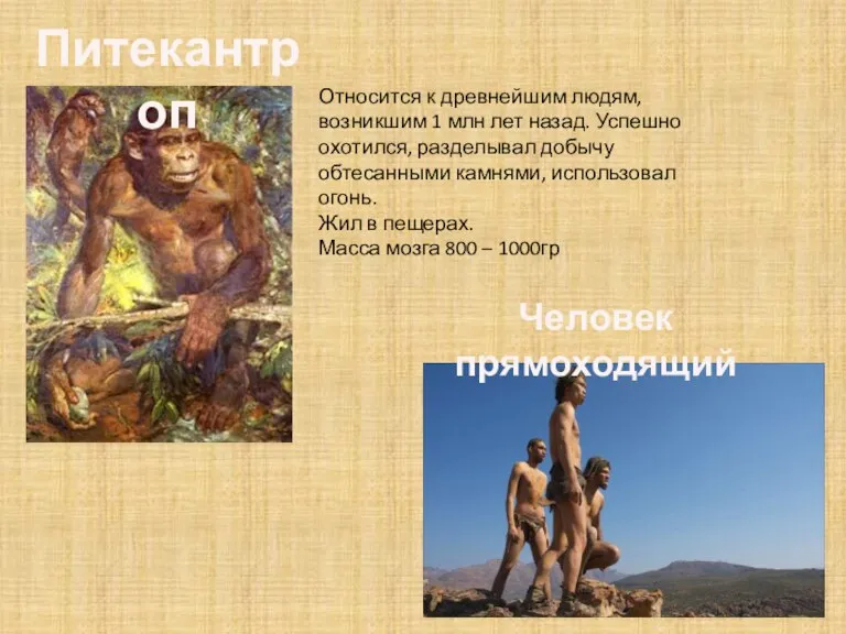 Питекантроп Относится к древнейшим людям, возникшим 1 млн лет назад. Успешно охотился,