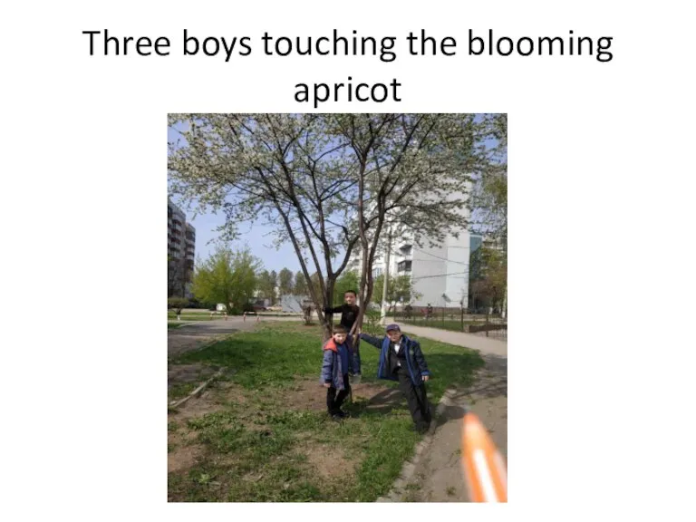 Three boys touching the blooming apricot