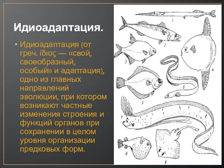 Идиоадаптация. Идиоадаптация (от греч. ίδιος — «свой, своеобразный, особый» и адаптация), одно