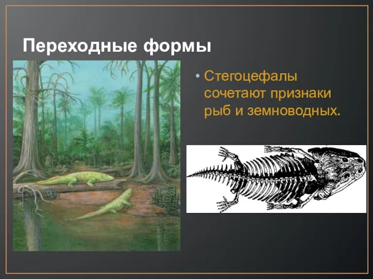 Переходные формы Стегоцефалы сочетают признаки рыб и земноводных.