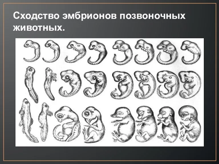 Сходство эмбрионов позвоночных животных.