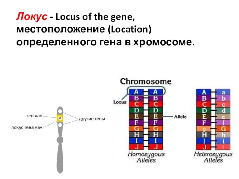 Локус - Locus of the gene, местоположение (Location) определенного гена в хромосоме.