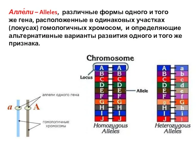 Алле́ли – Alleles, различные формы одного и того же гена, расположенные в