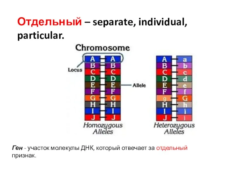 Ген - участок молекулы ДНК, который отвечает за отдельный признак. Отдельный – separate, individual, particular.
