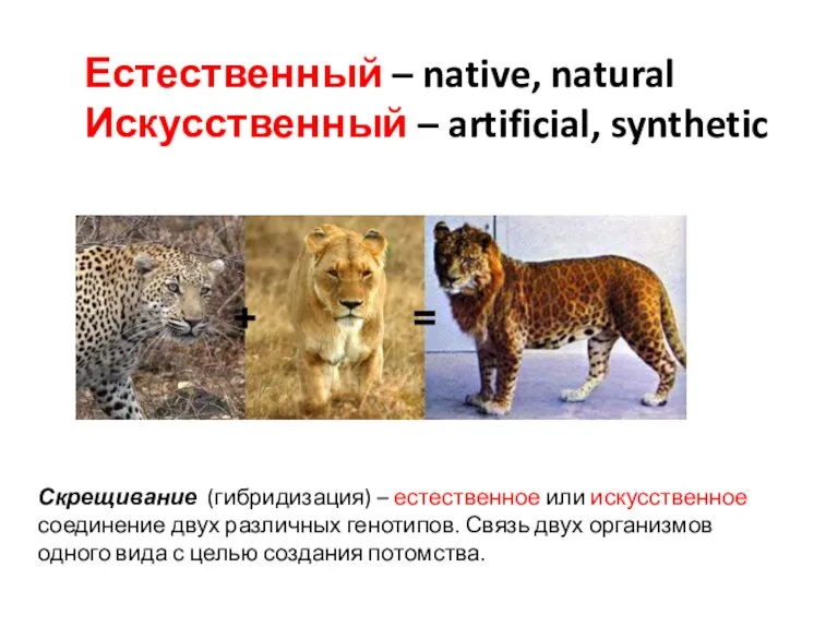 Естественный – native, natural Искусственный – artificial, synthetic Скрещивание (гибридизация) – естественное