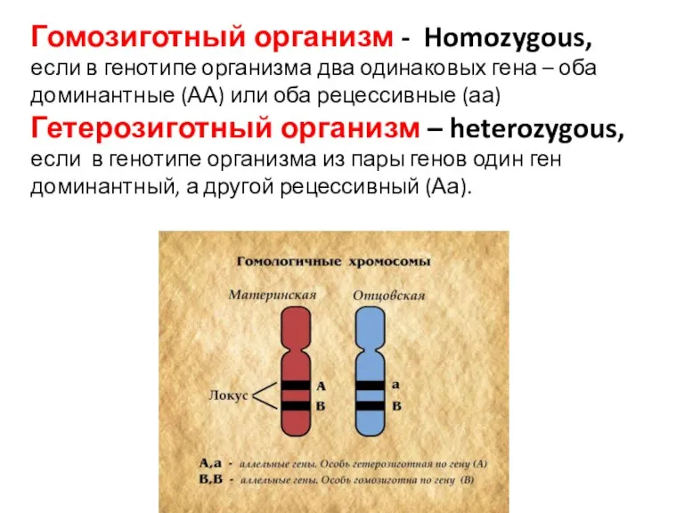 Гомозиготный организм - Homozygous, если в генотипе организма два одинаковых гена –