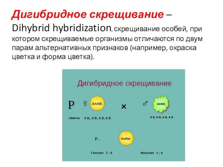 Дигибридное скрещивание – Dihybrid hybridization, скрещивание особей, при котором скрещиваемые организмы отличаются