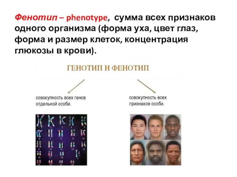 Фенотип – phenotype, сумма всех признаков одного организма (форма уха, цвет глаз,