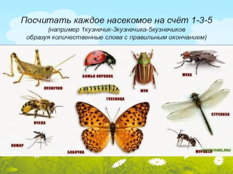 Посчитать каждое насекомое на счёт 1-3-5 (например 1кузнечик-3кузнечика-5кузнечиков образуя количественные слова с правильным окончанием)