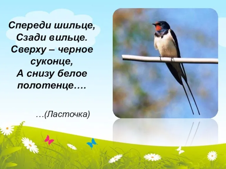 Спереди шильце, Сзади вильце. Сверху – черное суконце, А снизу белое полотенце…. …(Ласточка)