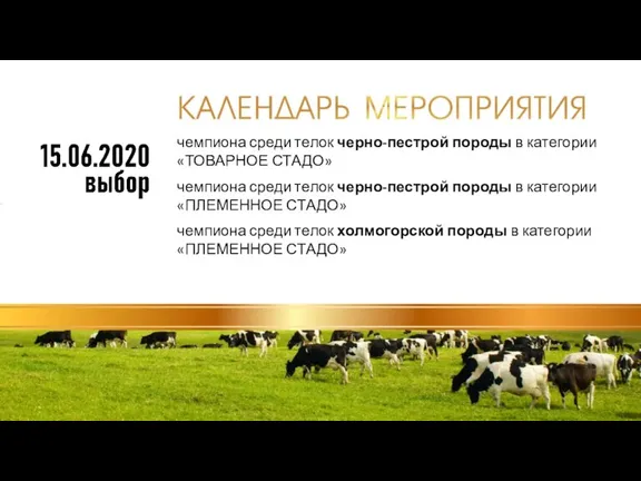 чемпиона среди телок черно-пестрой породы в категории «ТОВАРНОЕ СТАДО» чемпиона среди телок