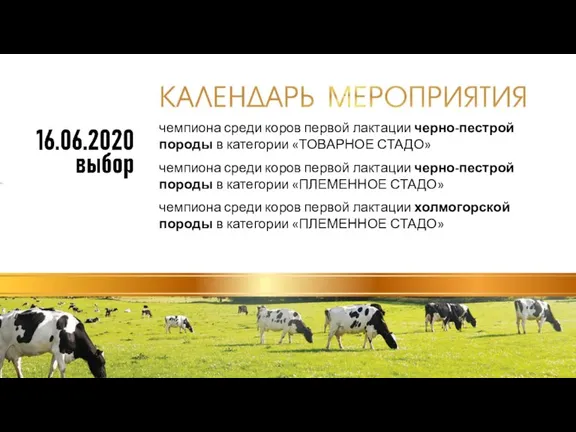 чемпиона среди коров первой лактации черно-пестрой породы в категории «ТОВАРНОЕ СТАДО» чемпиона