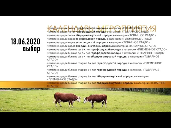 чемпиона среди телок герефордской породы в категории «ПЛЕМЕННОЕ СТАДО» чемпиона среди телок