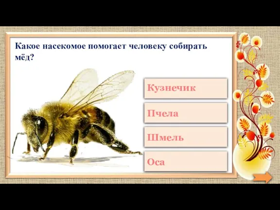 Какое насекомое помогает человеку собирать мёд?