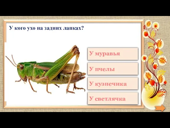 У кого ухо на задних лапках?