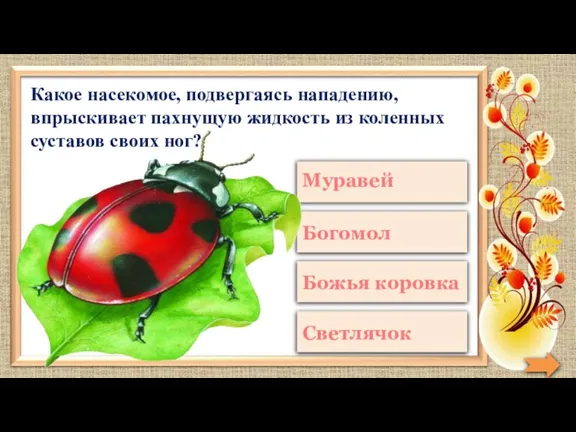 Какое насекомое, подвергаясь нападению, впрыскивает пахнущую жидкость из коленных суставов своих ног?