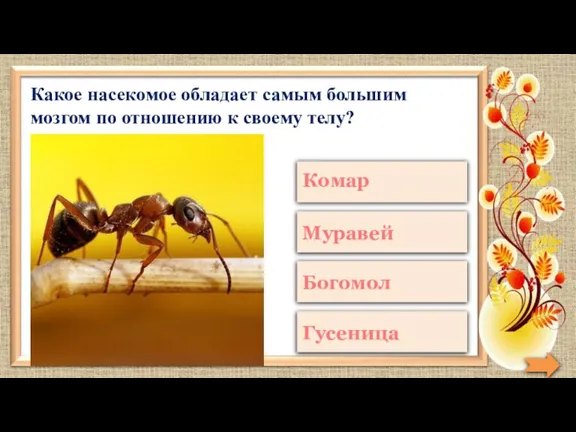 Какое насекомое обладает самым большим мозгом по отношению к своему телу?