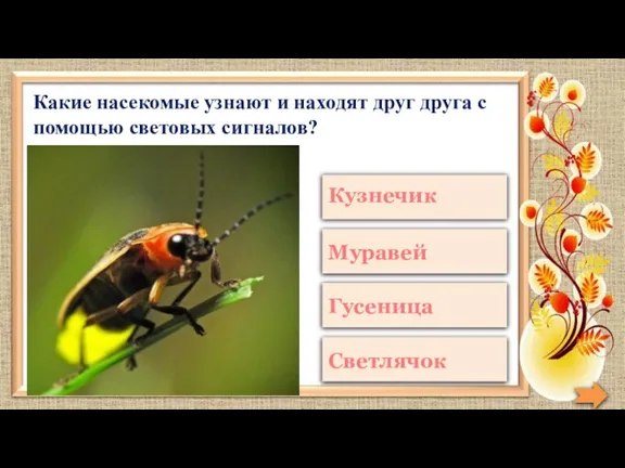 Какие насекомые узнают и находят друг друга с помощью световых сигналов?