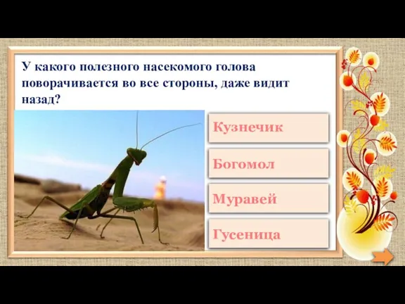 У какого полезного насекомого голова поворачивается во все стороны, даже видит назад?