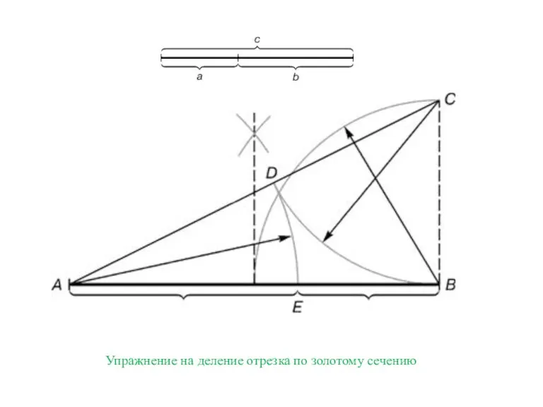 Упражнение на деление отрезка по золотому сечению