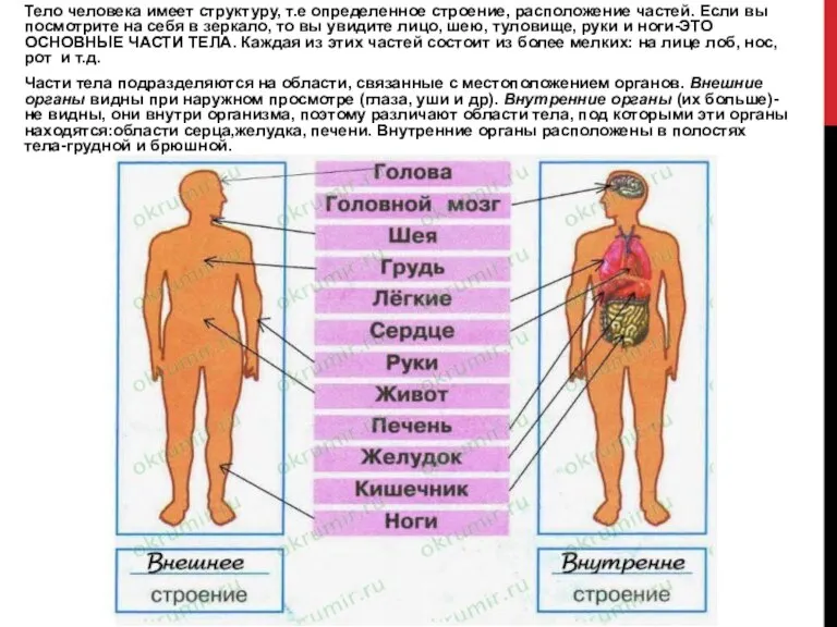 Тело человека имеет структуру, т.е определенное строение, расположение частей. Если вы посмотрите