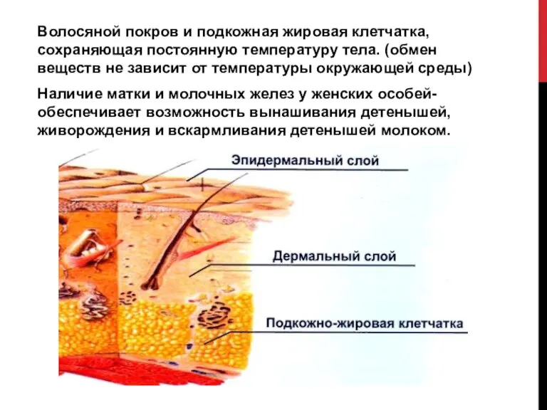 Волосяной покров и подкожная жировая клетчатка, сохраняющая постоянную температуру тела. (обмен веществ