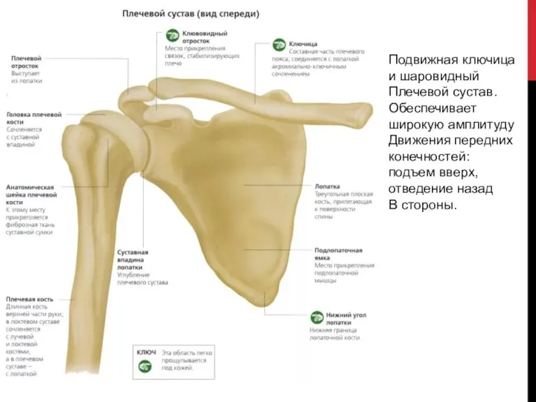 Подвижная ключица и шаровидный Плечевой сустав. Обеспечивает широкую амплитуду Движения передних конечностей: