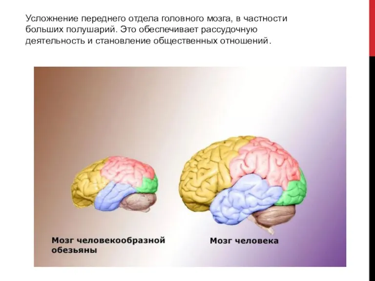 Усложнение переднего отдела головного мозга, в частности больших полушарий. Это обеспечивает рассудочную