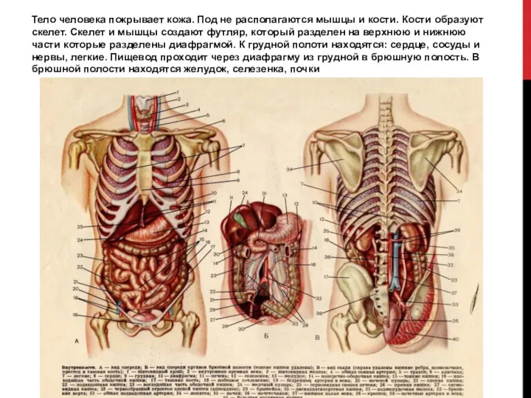 Тело человека покрывает кожа. Под не располагаются мышцы и кости. Кости образуют