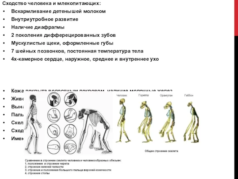 Сходство человека и млекопитающих: Вскармливание детенышей молоком Внутриутробное развитие Наличие диафрагмы 2