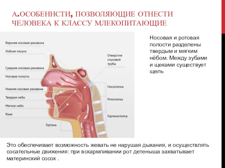 А.ОСОБЕННСТИ, ПОЗВОЛЯЮЩИЕ ОТНЕСТИ ЧЕЛОВЕКА К КЛАССУ МЛЕКОПИТАЮЩИЕ Носовая и ротовая полости разделены