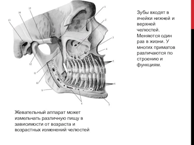 Зубы входят в ячейки нижней и верхней челюстей. Меняются один раз в