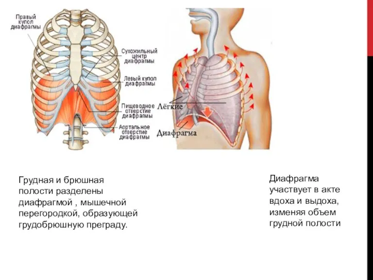 Грудная и брюшная полости разделены диафрагмой , мышечной перегородкой, образующей грудобрюшную преграду.