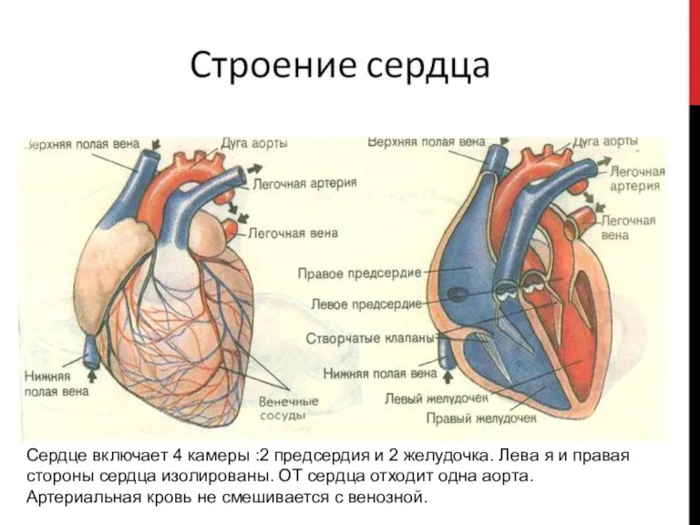 Сердце включает 4 камеры :2 предсердия и 2 желудочка. Лева я и