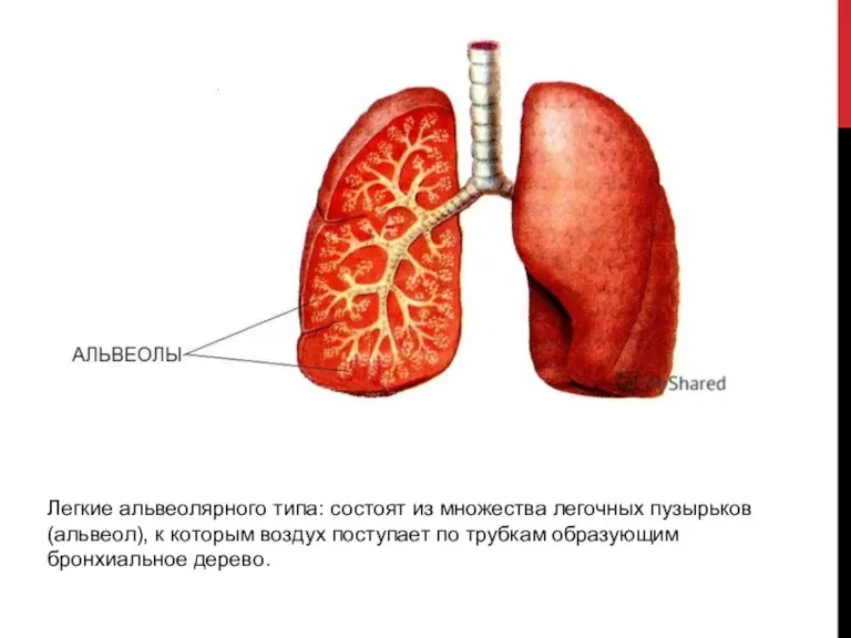 Легкие альвеолярного типа: состоят из множества легочных пузырьков (альвеол), к которым воздух