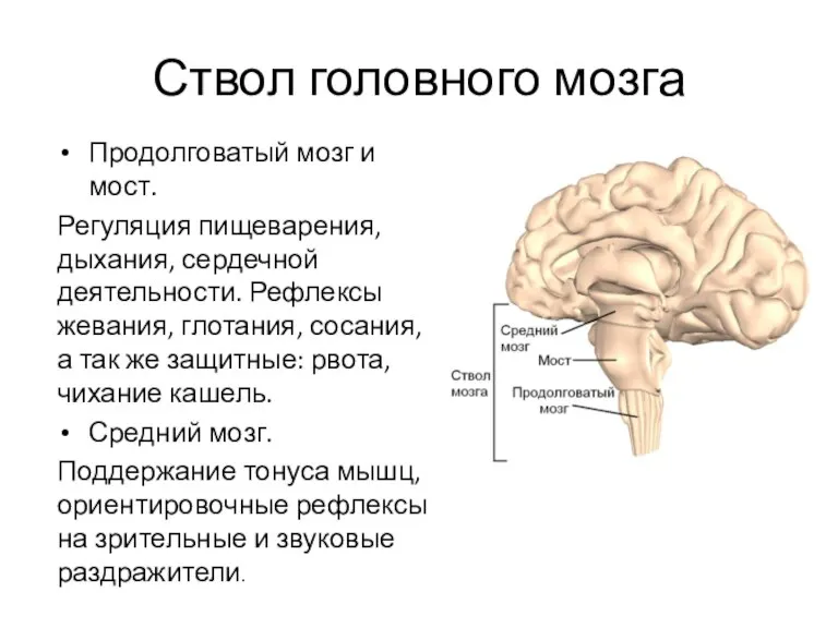 Ствол головного мозга Продолговатый мозг и мост. Регуляция пищеварения, дыхания, сердечной деятельности.